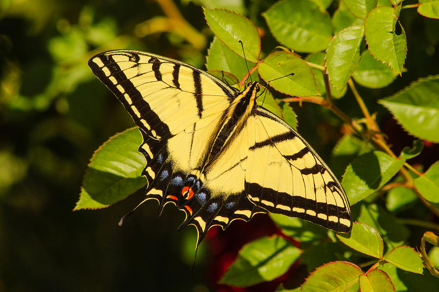 Swallowtail Butterfly Photograph By Terry Dorvinen