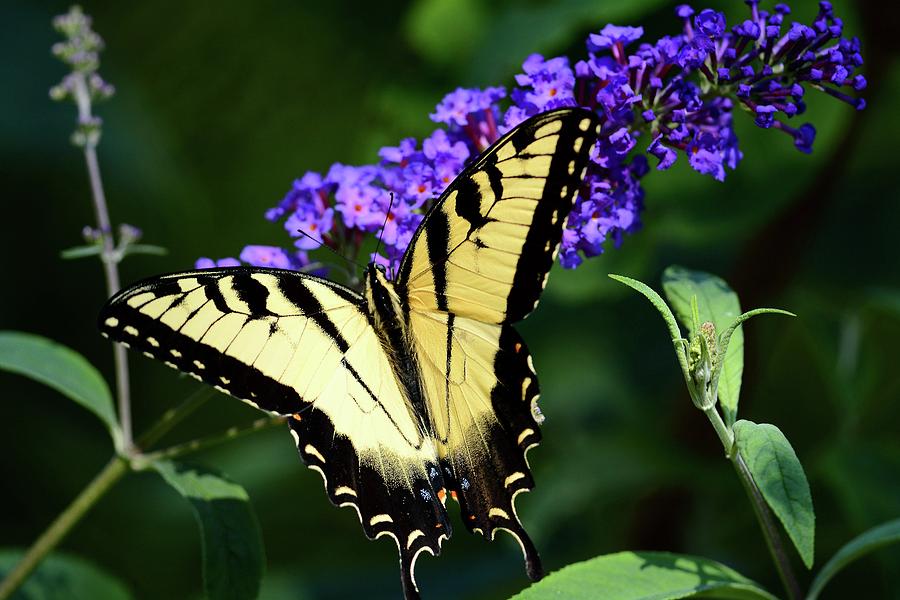 Swallowtail Butterfly Photograph by Todd Hostetter - Fine Art America