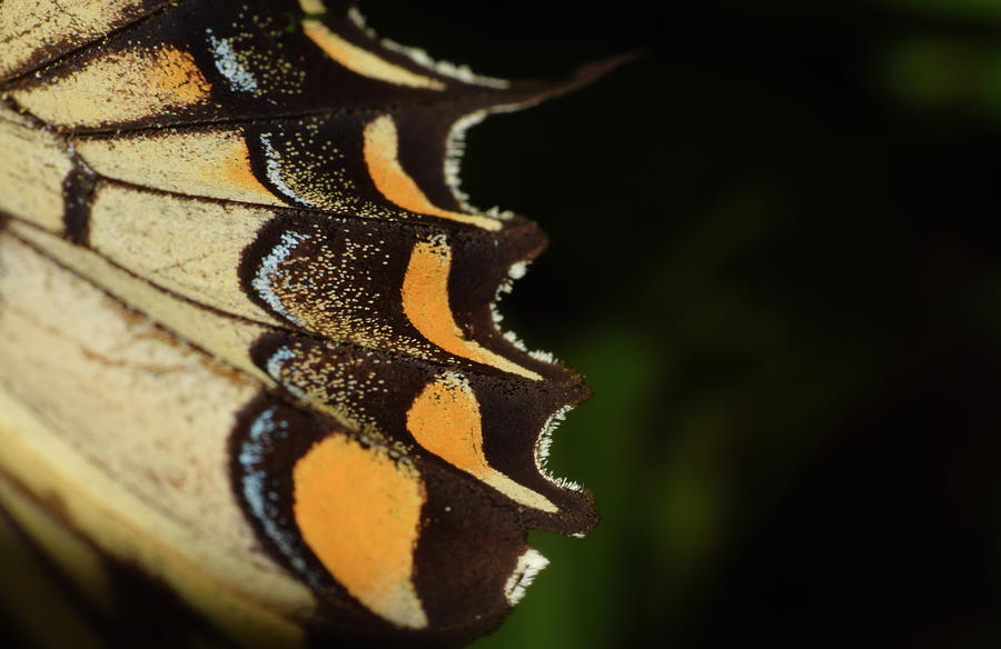 Swallowtail Butterfly Wing Photograph by Larah McElroy