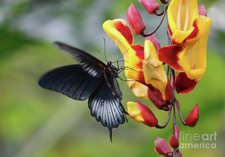 Swallowtail butterfly1 Photograph by Julia Gavin