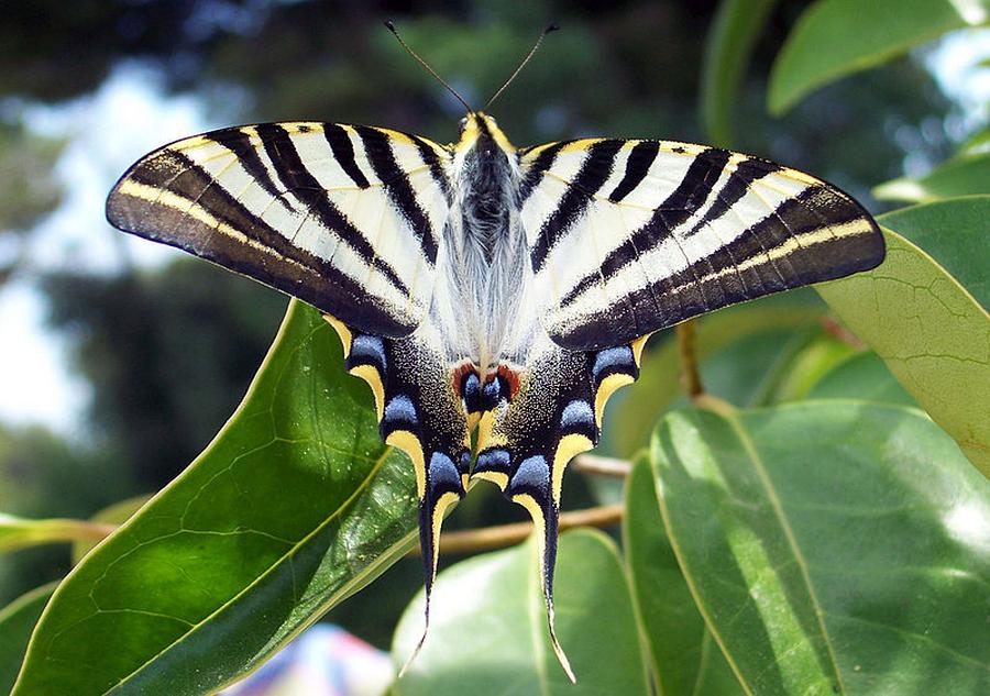 Swallowtail Buttterfly Resting on Oleander Leaves Photograph by Taiche Acrylic Art