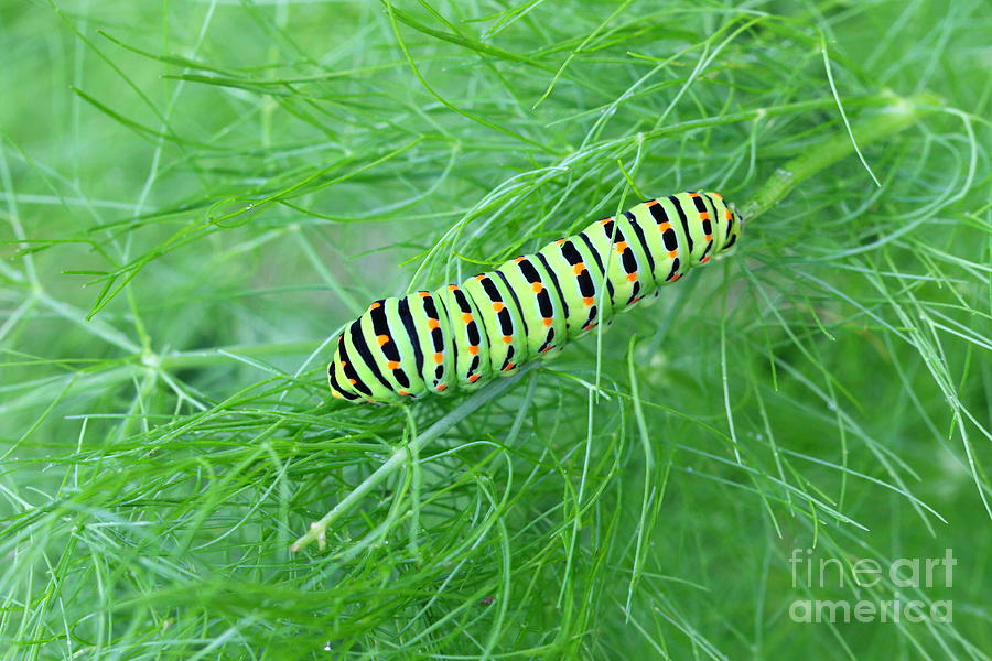 Swallowtail Caterpillar Photograph by Amanda Mohler