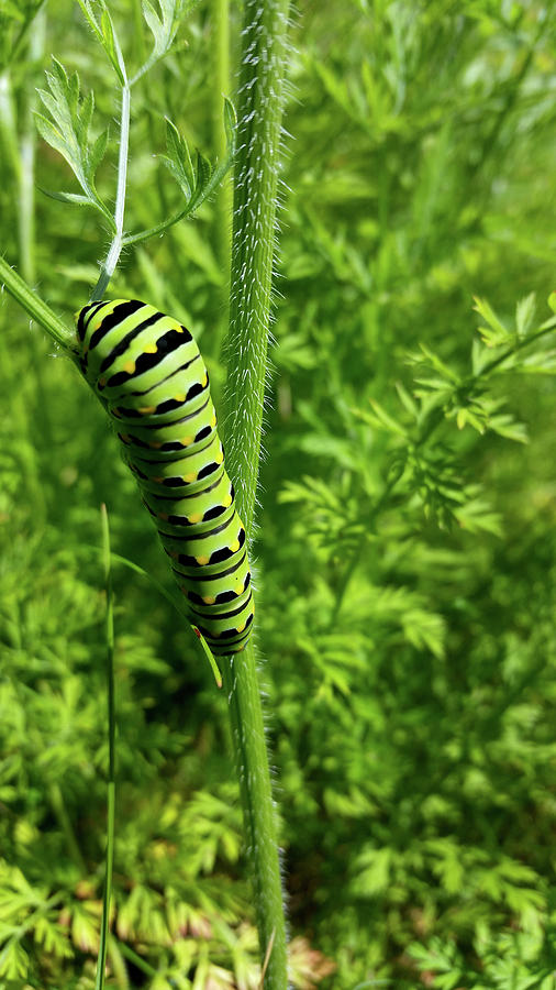 Swallowtail Caterpillar Photograph by Brook Burling