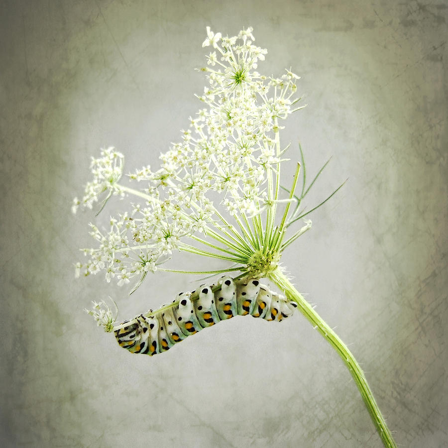 Swallowtail Caterpillar on Queen Annes Lace Photograph by Louise Kumpf