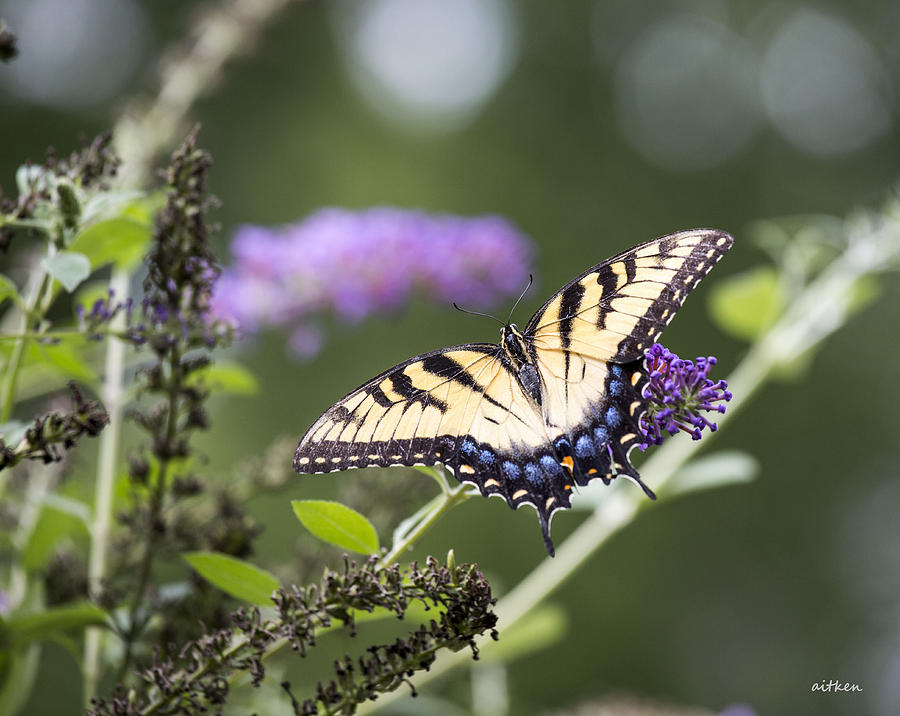 Swallowtail Photograph by Charles Aitken