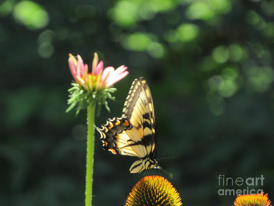 Swallowtail Photograph by Cindy Fleener