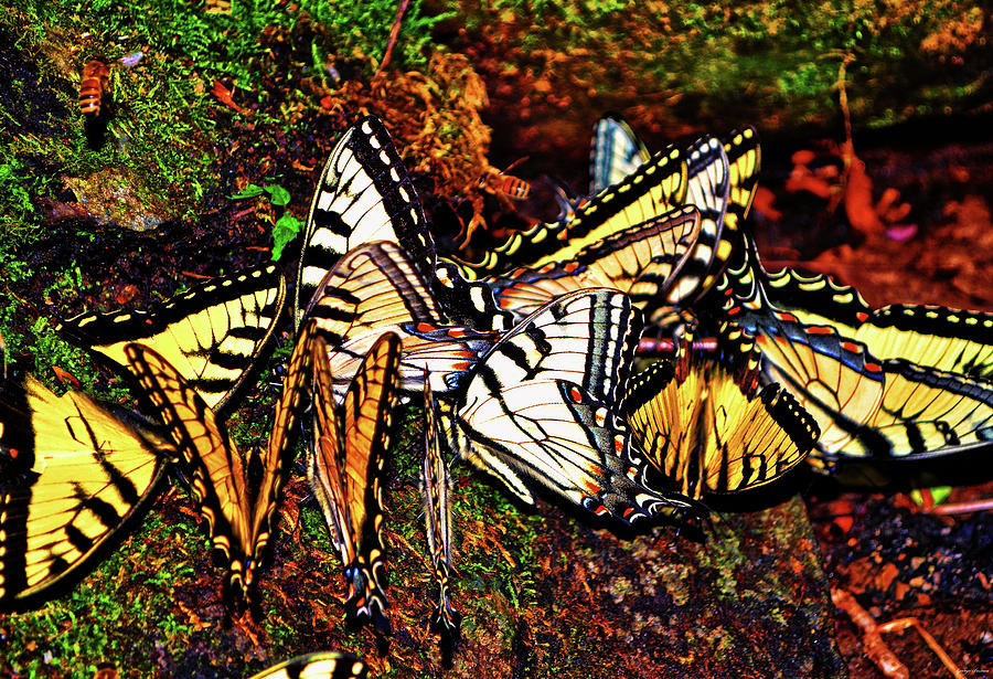 Swallowtail City 001 Photograph by George Bostian