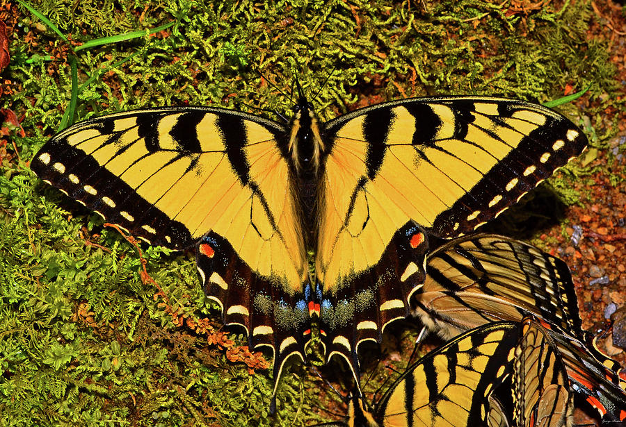 Swallowtail City 002 Photograph by George Bostian