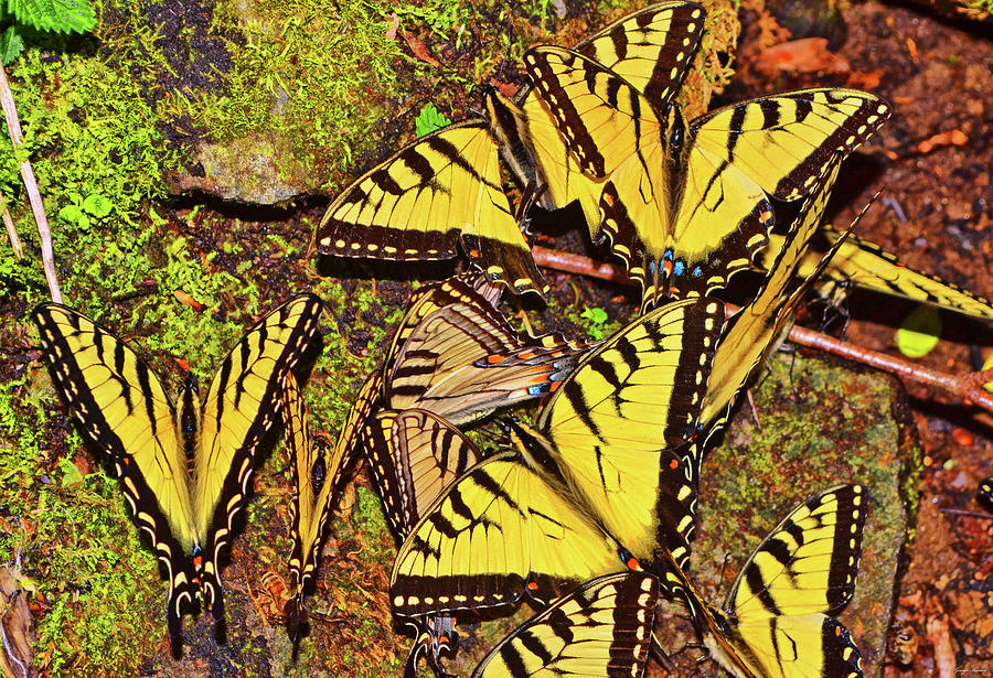 Swallowtail City 003 Photograph by George Bostian