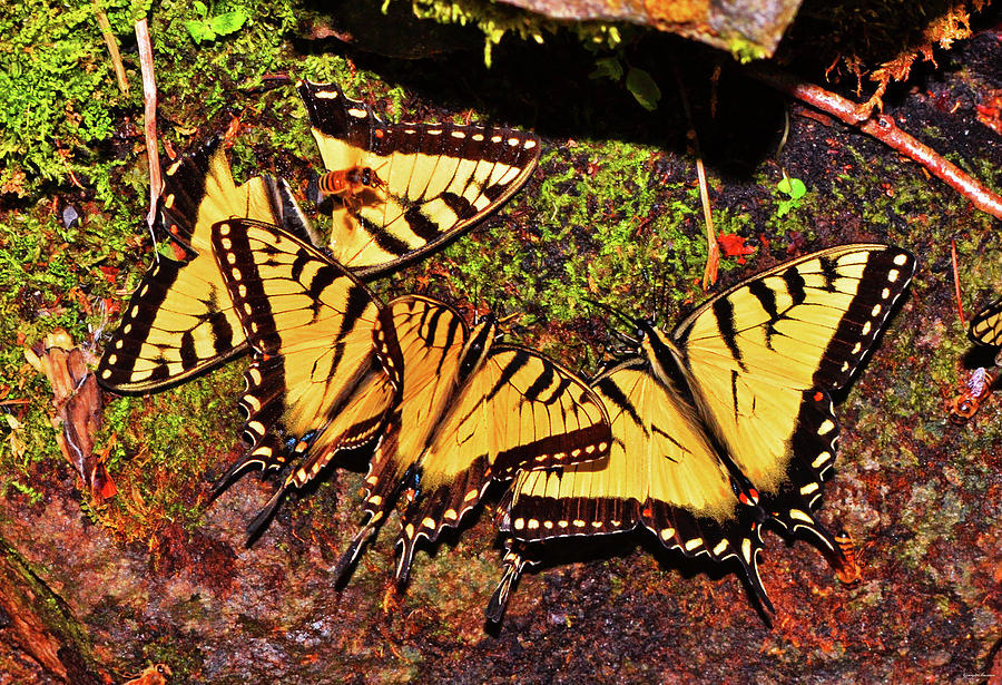 Swallowtail City 005 Photograph by George Bostian