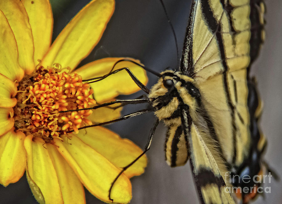 Swallowtail Close Up Photograph by Robert Bales