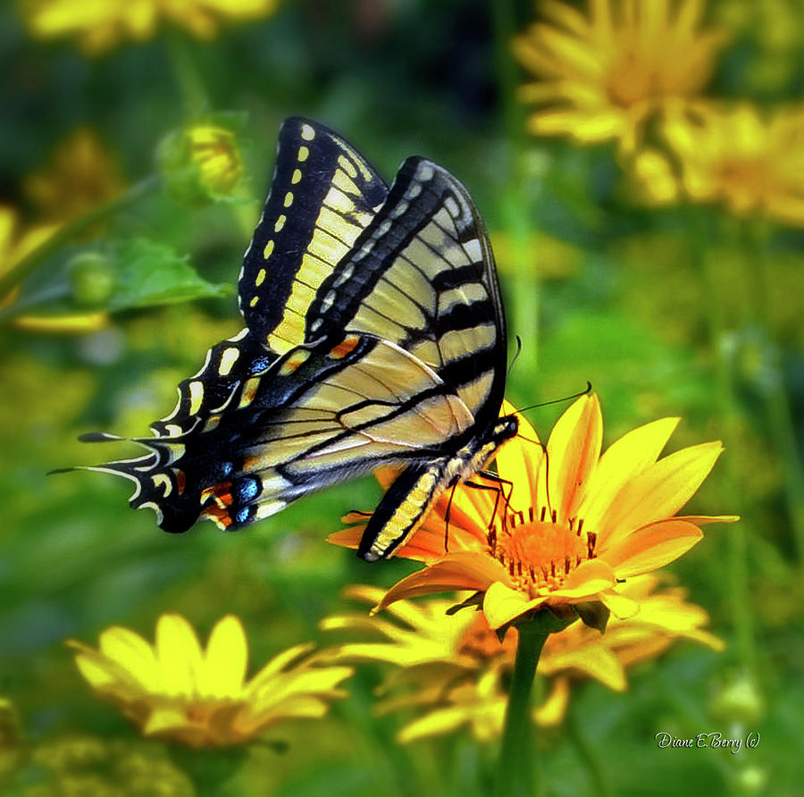 Butterfly Photograph - Swallowtail Dance by Diane E Berry