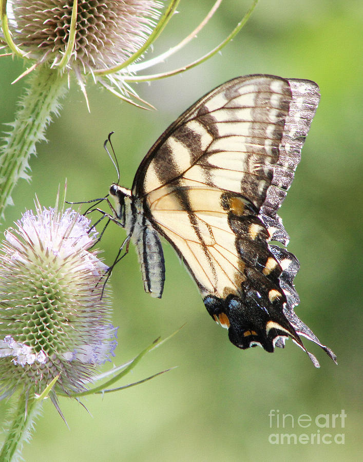 Swallowtail Delight Photograph by Anita Oakley