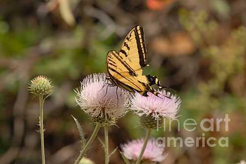 Swallowtail Photograph by Dennis Hammer Swallowtail Photograph by Dennis Hammer