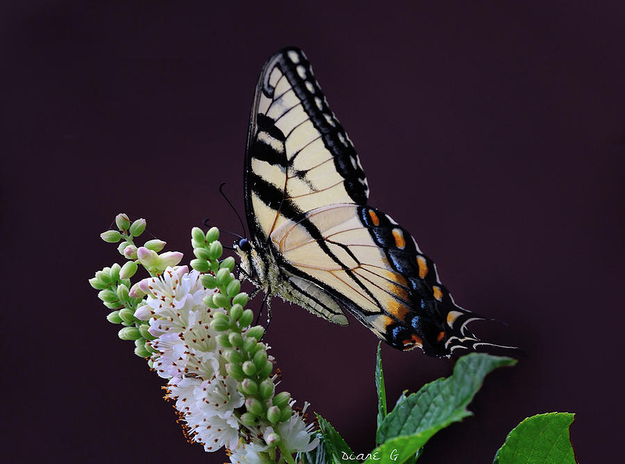 Swallowtail Photograph by Diane Giurco