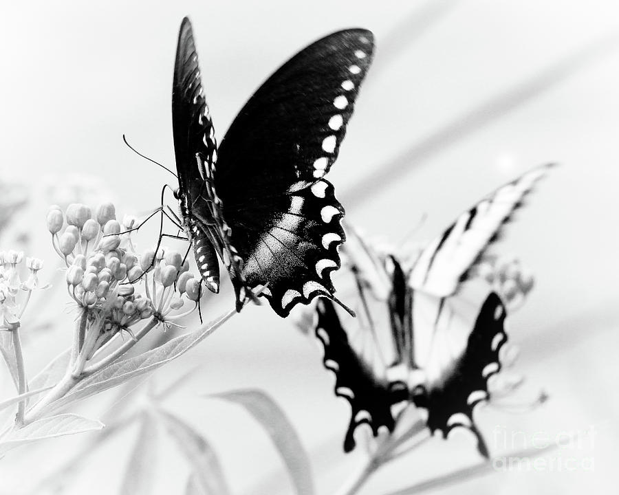 Swallowtail Double Feature Photograph by Anita Oakley