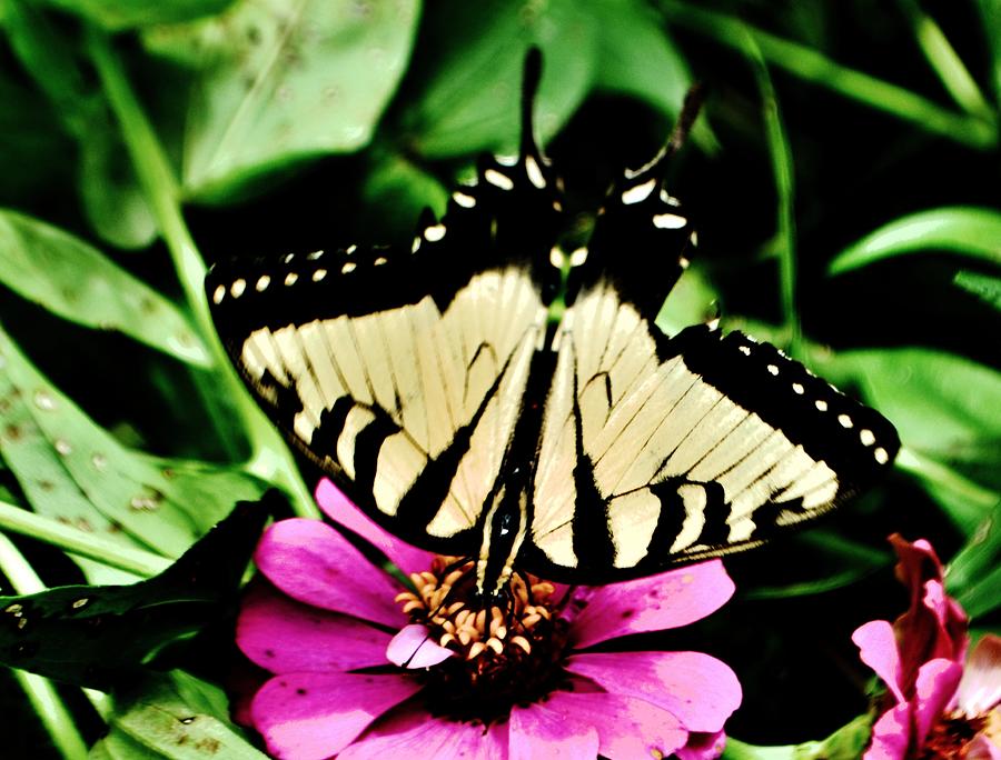Swallowtail Photograph by Eileen Brymer