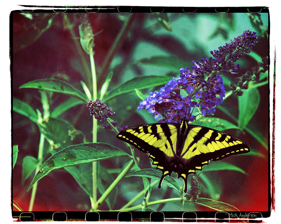 Swallowtail Fantasy Photograph by Mick Anderson