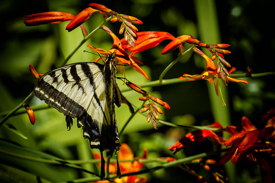 Swallowtail Hanging on the Crocosmia Photograph by Belinda Greb