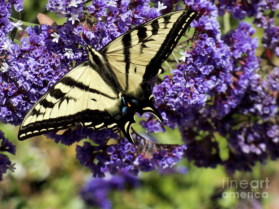 Swallowtail Heaven Photograph