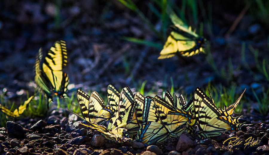 Swallowtail Herd Photograph by Rikk Flohr