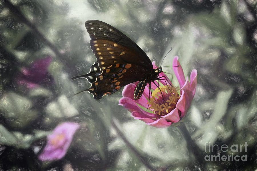 Swallowtail In A Fairytale Photograph by Sharon McConnell