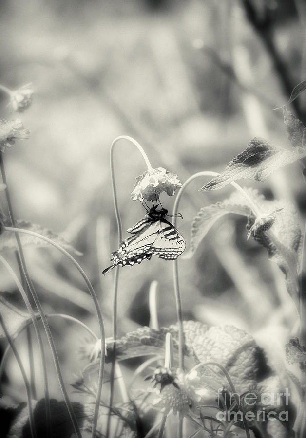 Swallowtail in Black and White Photograph by Lila Fisher-Wenzel