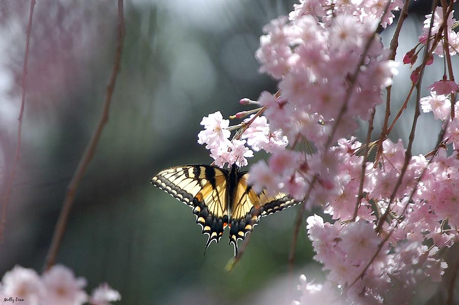 Butterfly Photograph - Swallowtail in Cherry Tree by Molly Dean