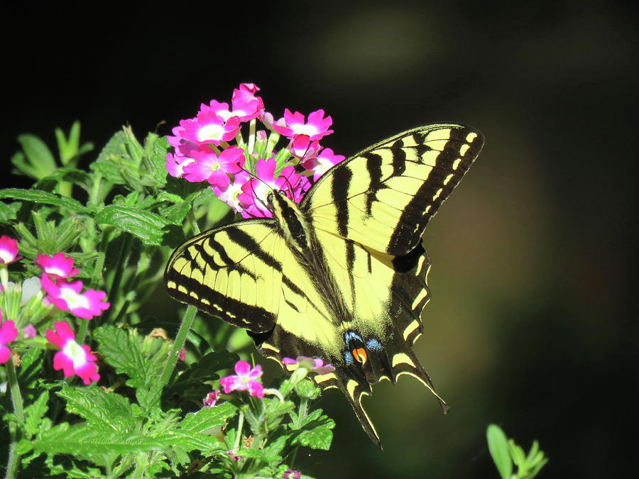 Swallowtail in the Garden - Visions of Spring - Butterly and Flower - Nature Photography Photograph by Brooks Garten Hauschild