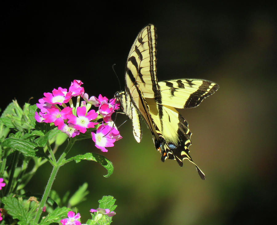 Swallowtail in the Garden - Visions of Spring - Butterfly and Floral Photography Photograph by Brooks Garten Hauschild