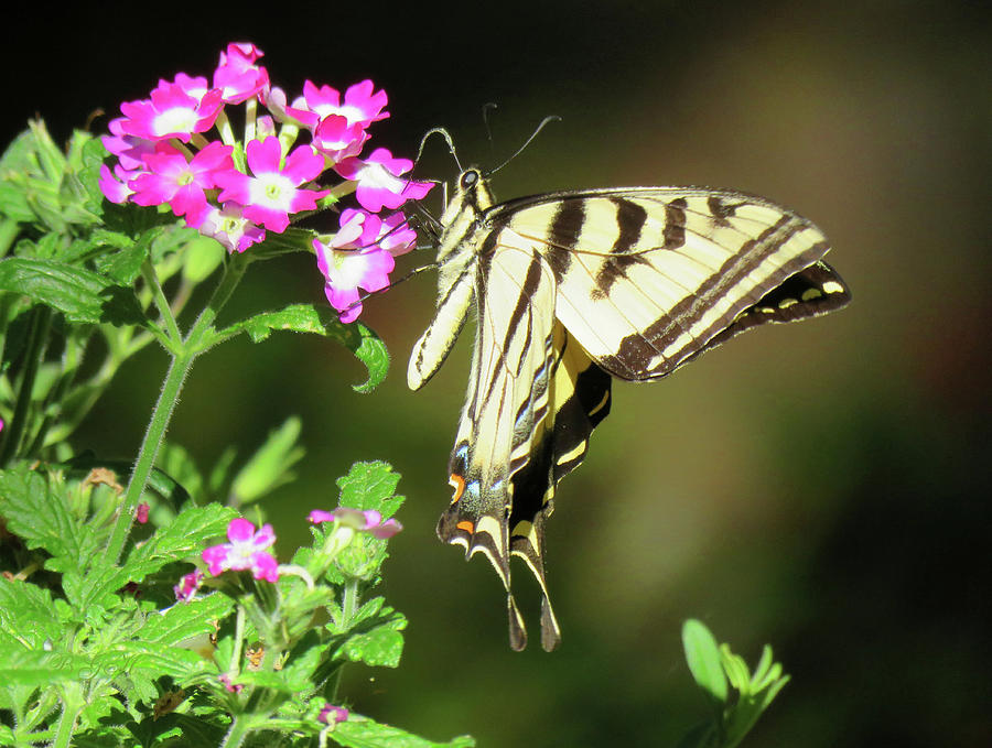 Swallowtail in the Garden - Butterfly and Flower Art and Photography - Springtimeg Photograph by Brooks Garten Hauschild
