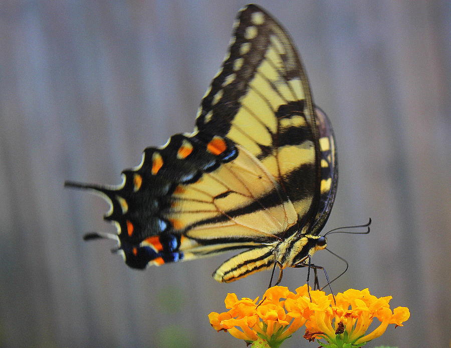 Swallowtail in the Garden Photograph by Dora Sofia Caputo