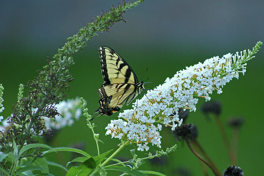 Swallowtail  Photograph by Ira Marcus
