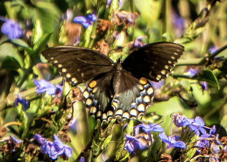 Swallowtail Photograph by Jane Luxton