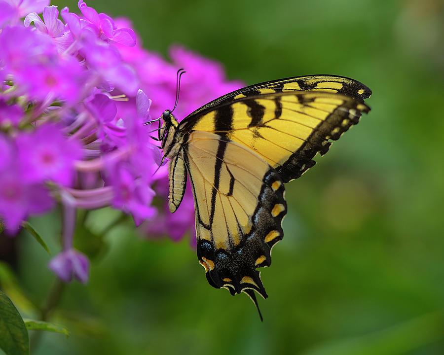 Butterfly Photograph - Swallowtail  by Jeff Klingler