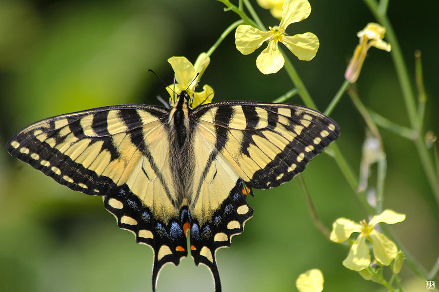 Swallowtail Photograph by John Meader