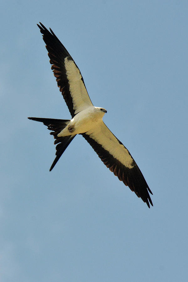 Swallowtail Kite Photograph by Alan Lenk