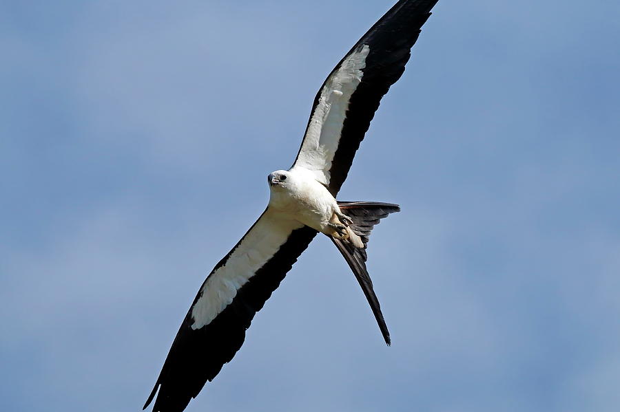 Swallowtail Kite Photograph by Daniel Caracappa - Fine Art America