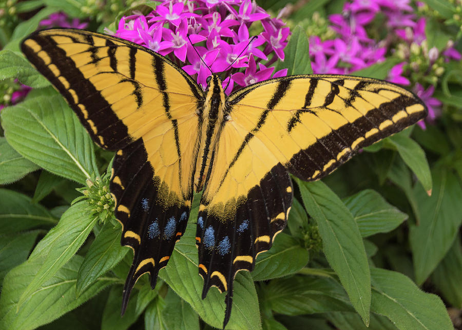 Butterfly Photograph - Swallowtail by Laura Pratt