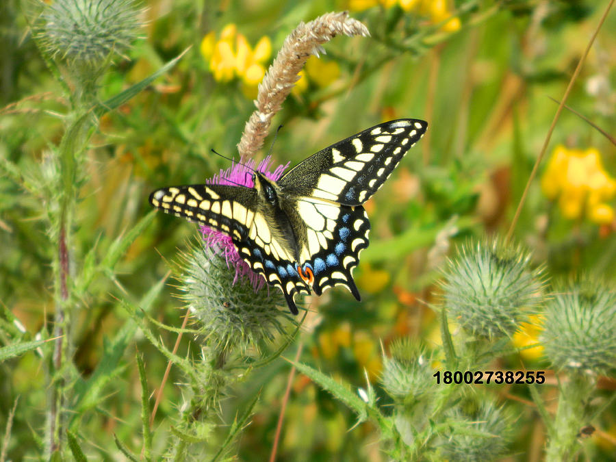 Swallowtail Lifeline Photograph by Gallery Of Hope 