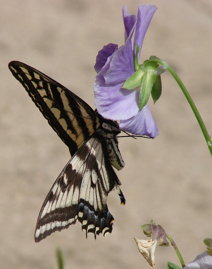 Swallowtail Photograph by Liz Vernand