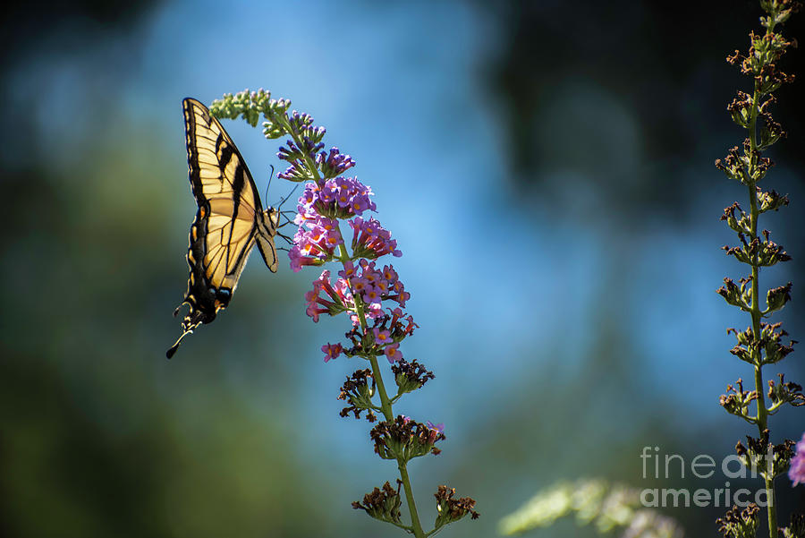Swallowtail Lookout Photograph by Judy Wolinsky