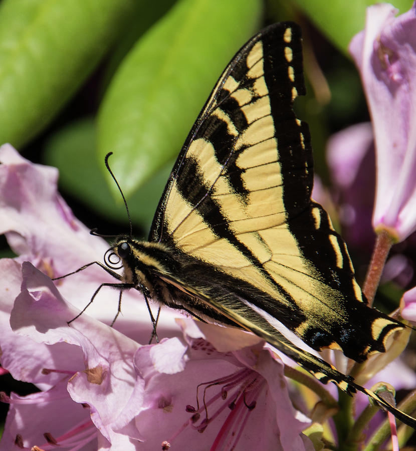 Swallowtail Butterfly Photograph by Marilyn Wilson