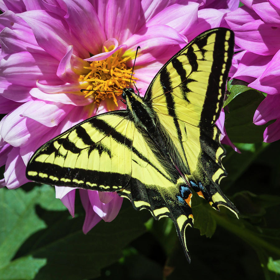 Swallowtail Photograph by Mark Mille