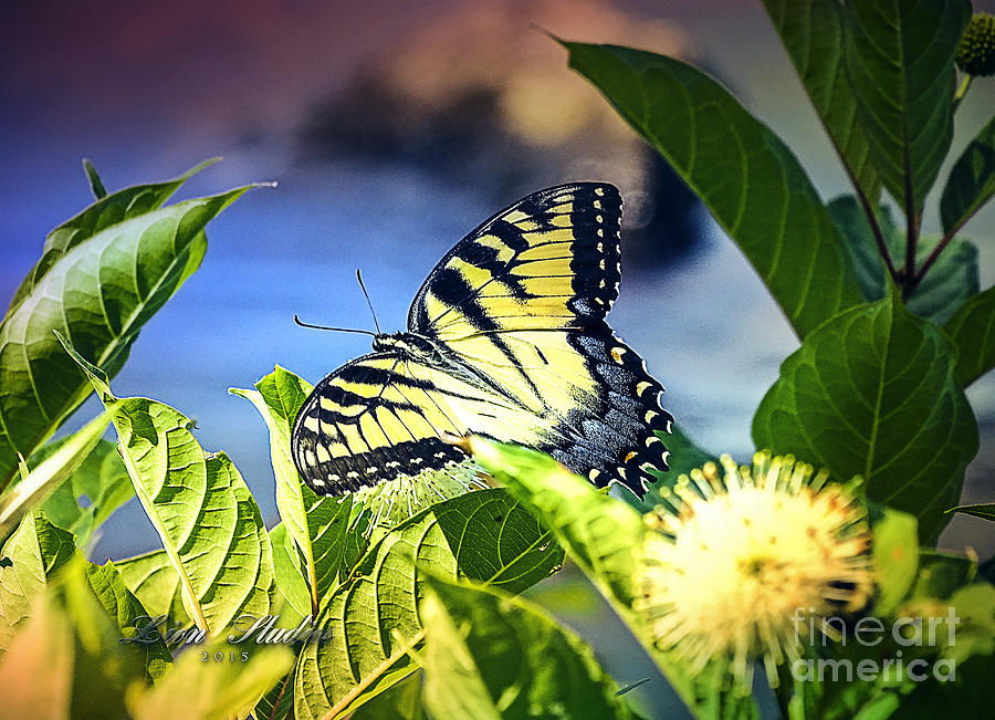 Swallowtail Photograph by Melissa Messick