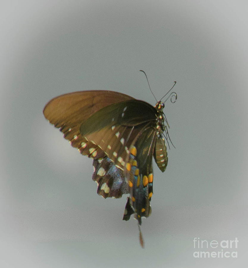 Swallowtail mid air Photograph by Barry Bohn