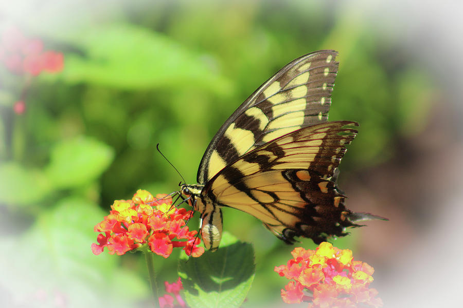 Swallowtail Photograph by Ola Allen