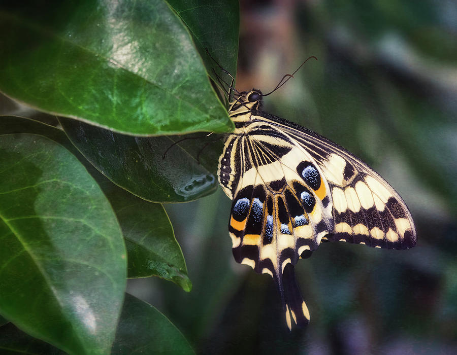 Swallowtail On A Leaf  Photograph by Saija Lehtonen