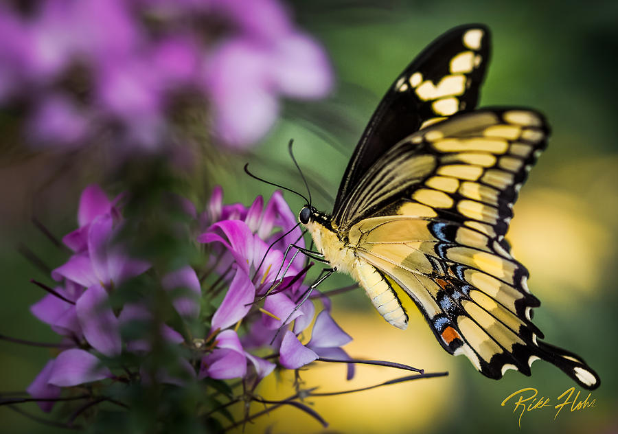 Swallowtail on Blossoms Photograph by Rikk Flohr