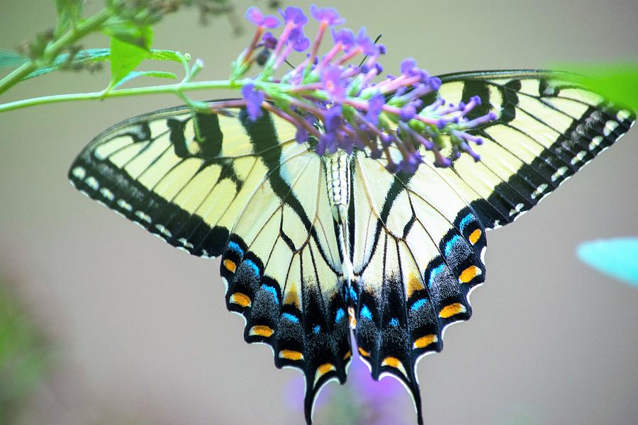Swallowtail on Butterfly Bush 2 Photograph by Mary Ann Artz